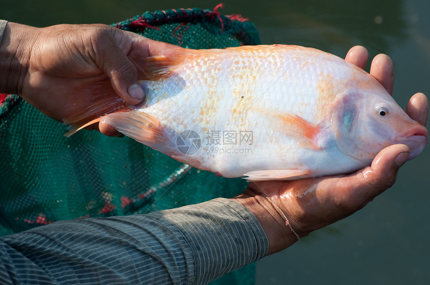 无罗非亚盐水食物眼睛鲷鱼生活市场团体海鲜工作室静物图片