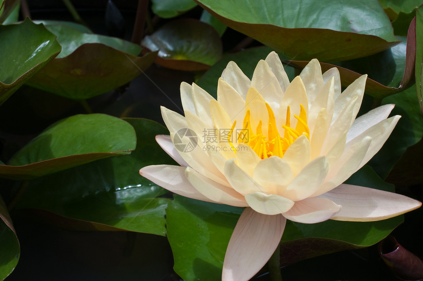 黄黄色水李植物漂浮池塘美丽百合植物群环境叶子花园荷花图片