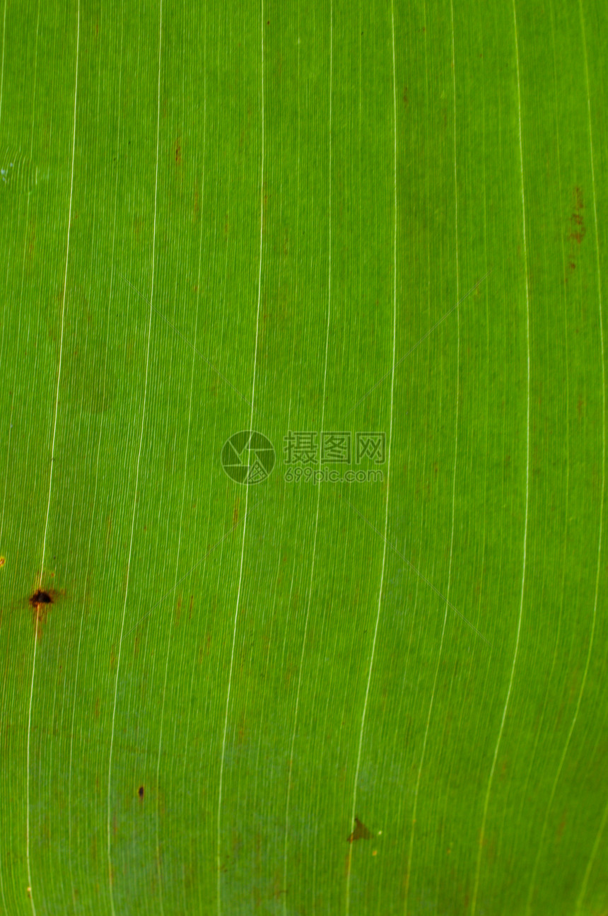 香蕉叶纹理生态框架墙纸叶子森林静脉热带植物季节花园图片