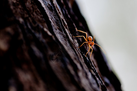 红蚂蚁工人探索丛林腰部叶子集体工作热带宏观昆虫背景图片