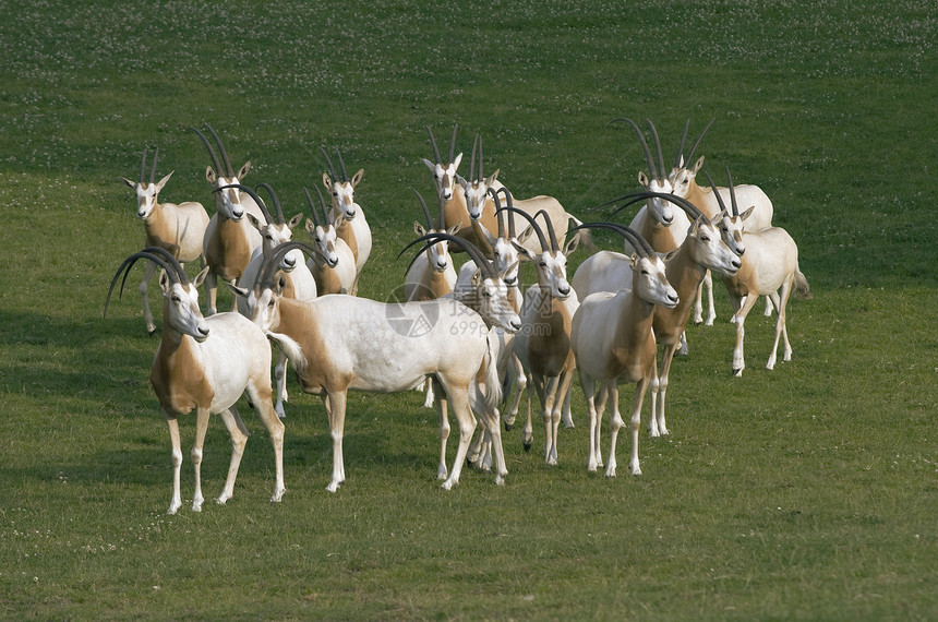 羚羊群绿色食草牛角哺乳动物棕色水平脊椎动物草原动物群团体图片