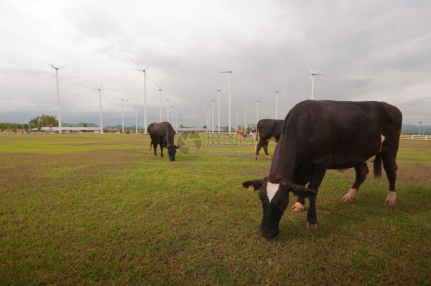 奶牛农场动物哺乳动物家畜环境场景农田国家团体奶制品鼻子图片