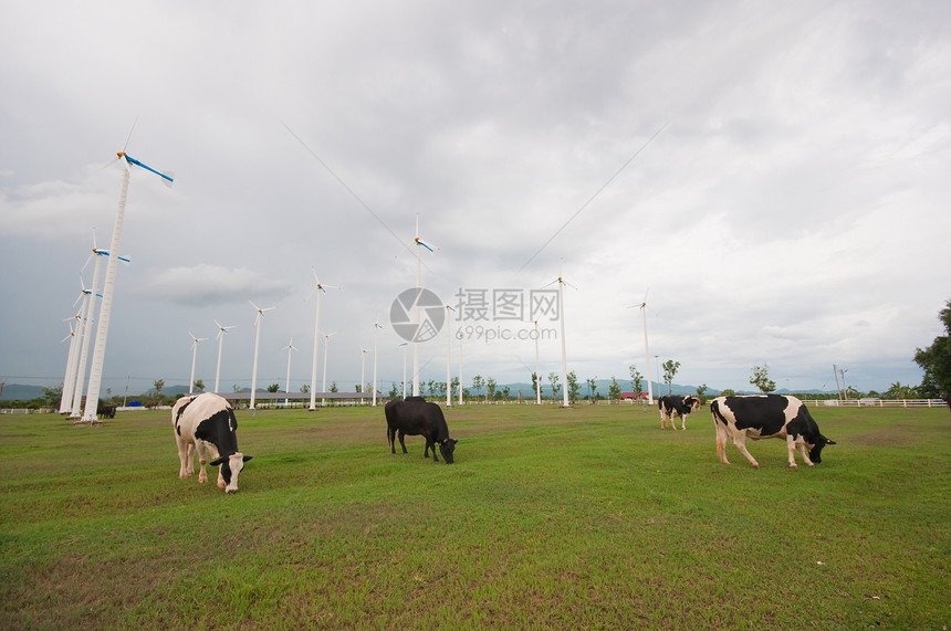 奶牛农场家畜环境国家天空哺乳动物场景场地奶制品牧场动物图片