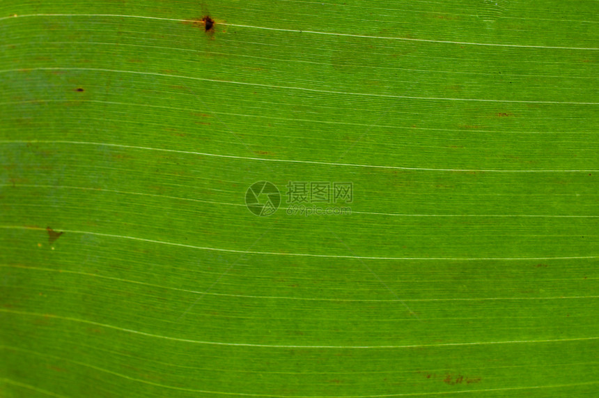 香蕉叶纹理墙纸森林框架线条热带生长环境花园生态植物图片