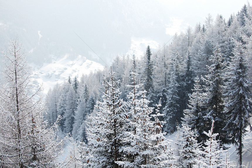 积雪中的森林树木阳光天气木头降雪旅行环境太阳照明公园图片