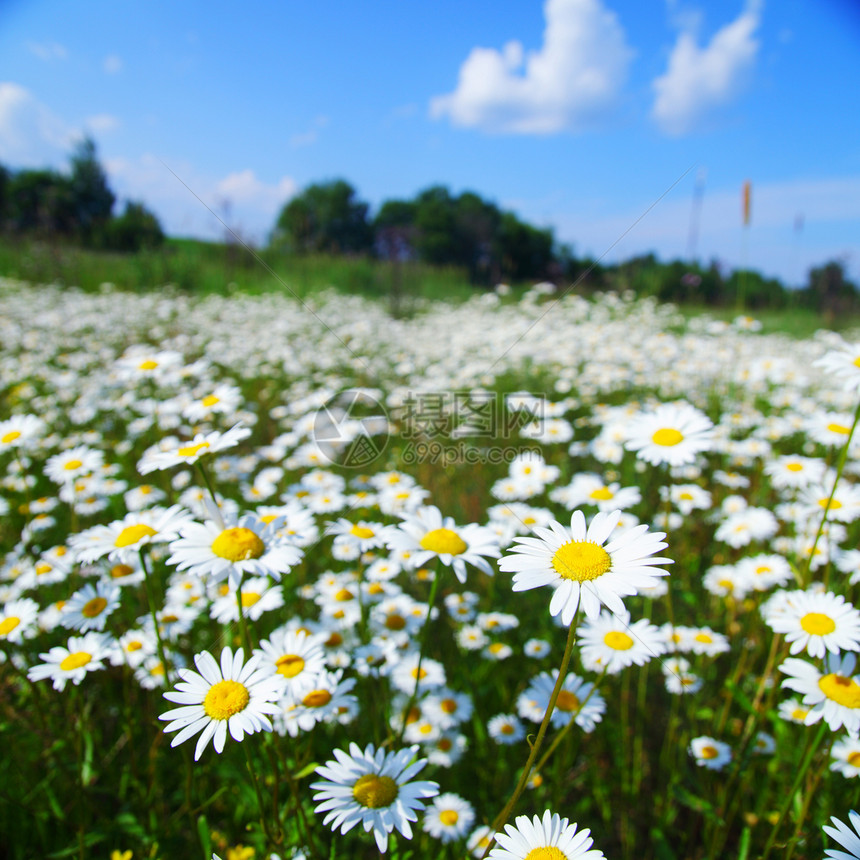 阳光天空下有白花朵的字段野花植物学牧场生态自由环境太阳生长花园晴天图片