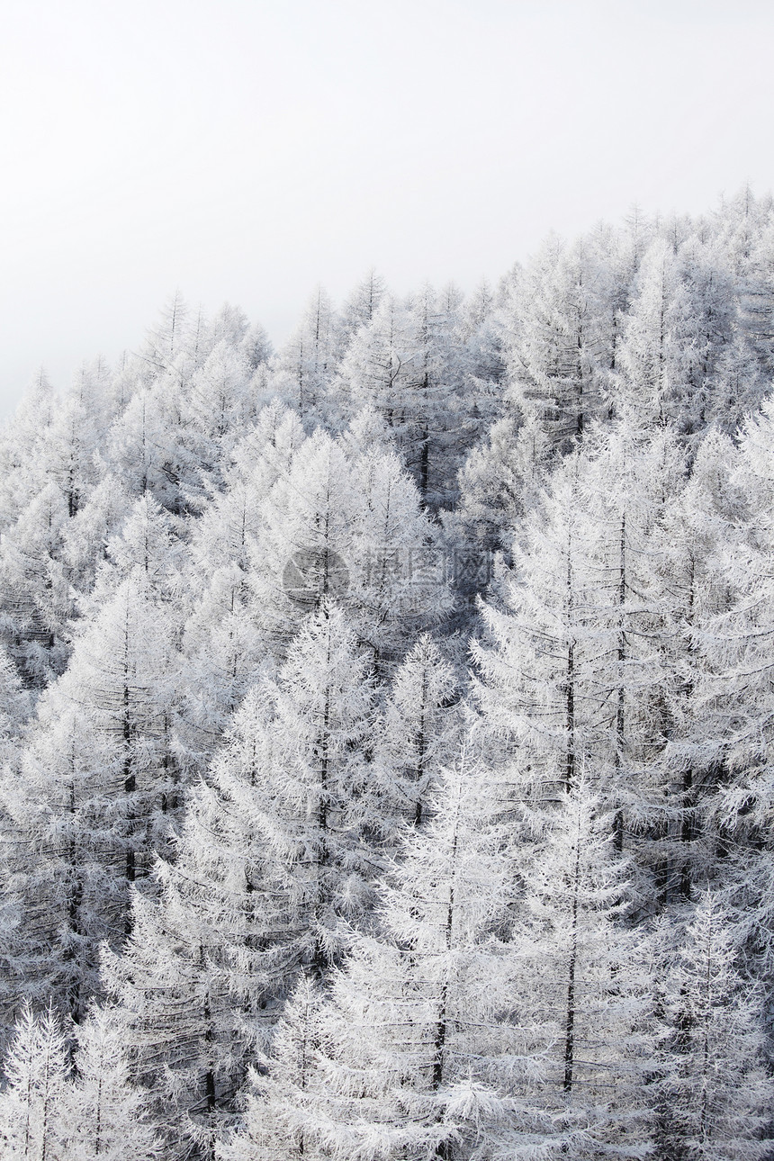 积雪中的森林环境阳光降雪旅行气候公园天气太阳全景蓝色图片