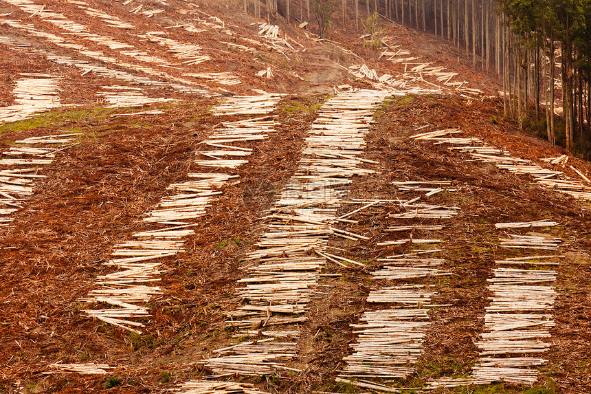 Eucalyptus森林用于木材采伐剥离木头营林环境砍伐气候树干资源损害气候变化图片