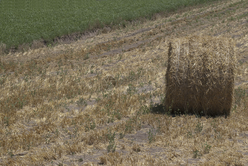 一大片干草玉米稻草收成工作小麦乡村农业场地农场粮食图片