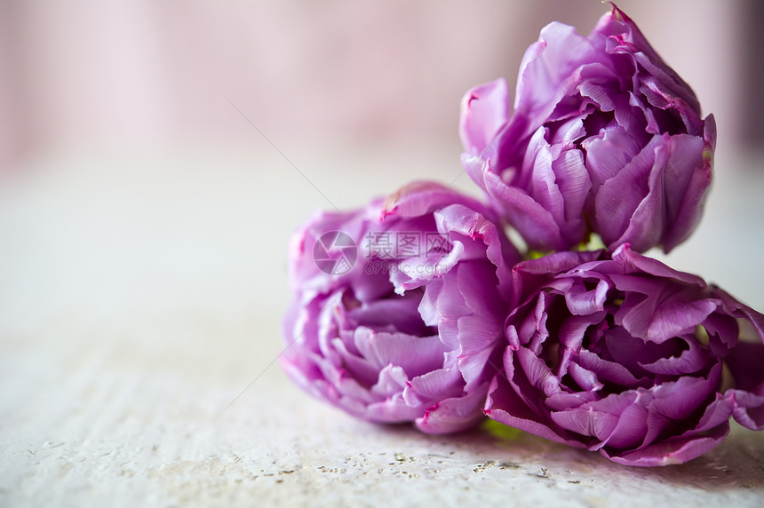 三个紫郁金香的布束图片
