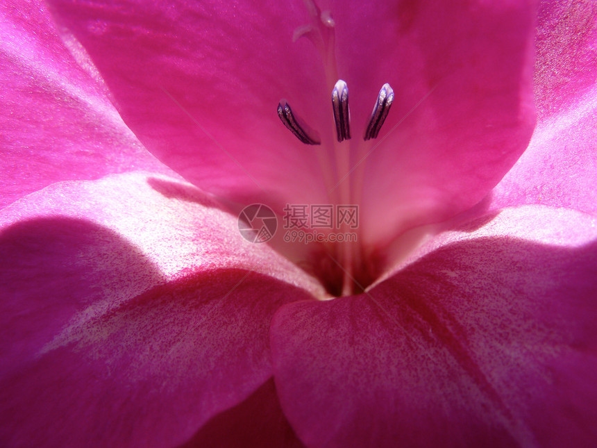 深粉红色植物花瓣植物群花园雄蕊粉色花粉生长图片