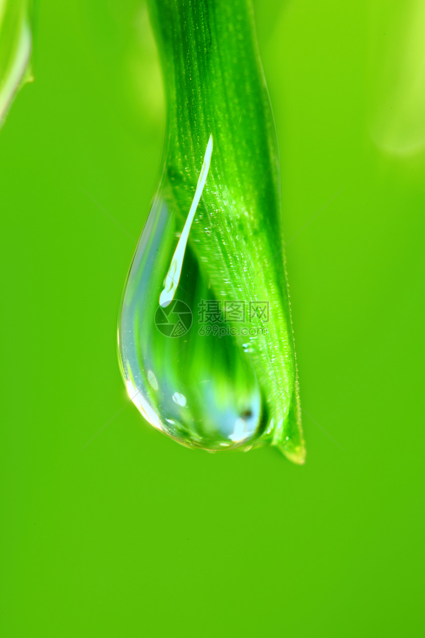 大水滴花园草本植物雨滴阳光生长背景气候树叶液体反射图片