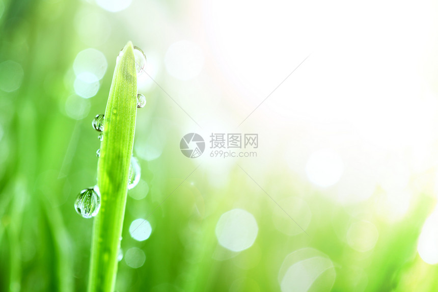闪光水滴反射雨滴刀刃背景气候液体花园宏观叶子草本植物图片