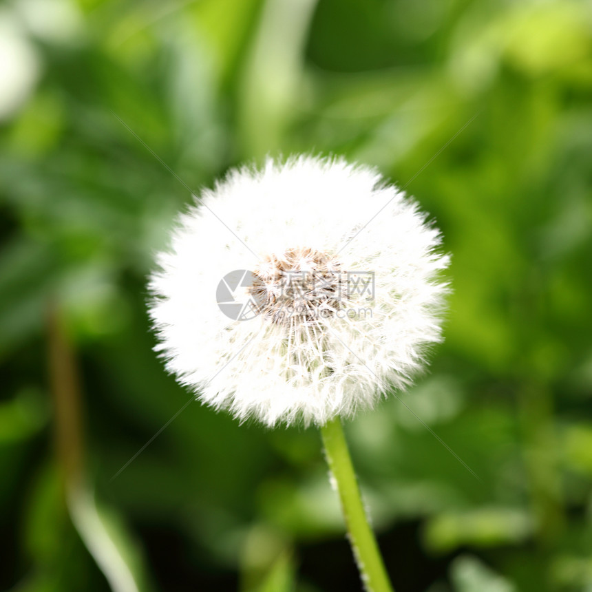 白花层保护公园花序花絮墙纸屏幕种子植物植物群世界图片