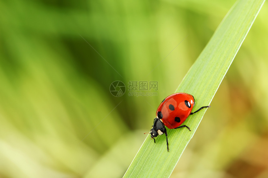 草地上的虫昆虫环境季节野生动物生物学场地生长植物群宏观漏洞图片