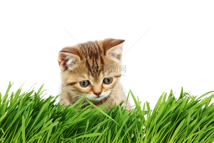 草地后面的猫眼睛薄荷农场宠物头发植被小猫场地花园工作室图片
