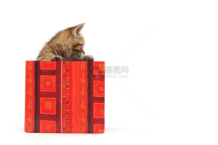 礼品盒中的猫孩子兽医展示动物惊喜盒子毛皮家庭婴儿猫咪图片
