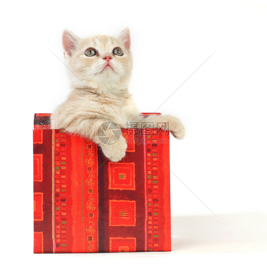 礼品盒中的猫生日宠物小猫猫咪兽医毛皮动物星星孩子展示图片