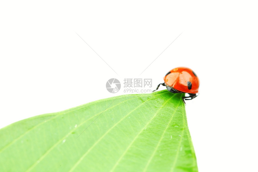 树叶上的中拉虫工作室花园阳光生物学动物宏观草地植物群环境季节图片