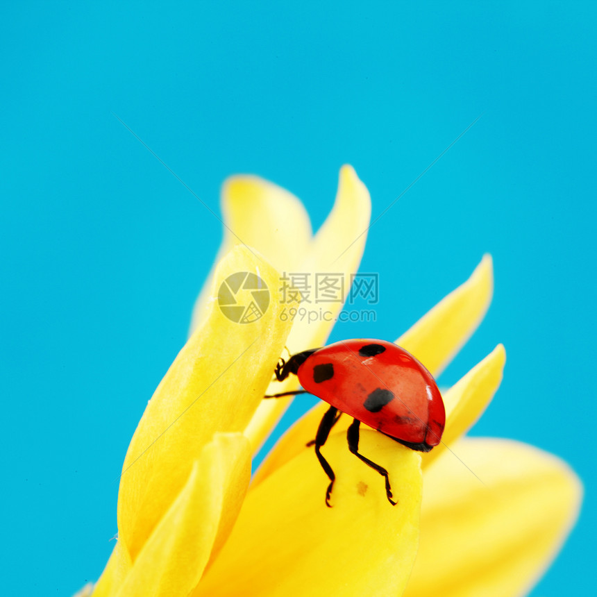 向日葵上拉虫生物学植物群漏洞花粉太阳晴天场地植物植物学橙子图片