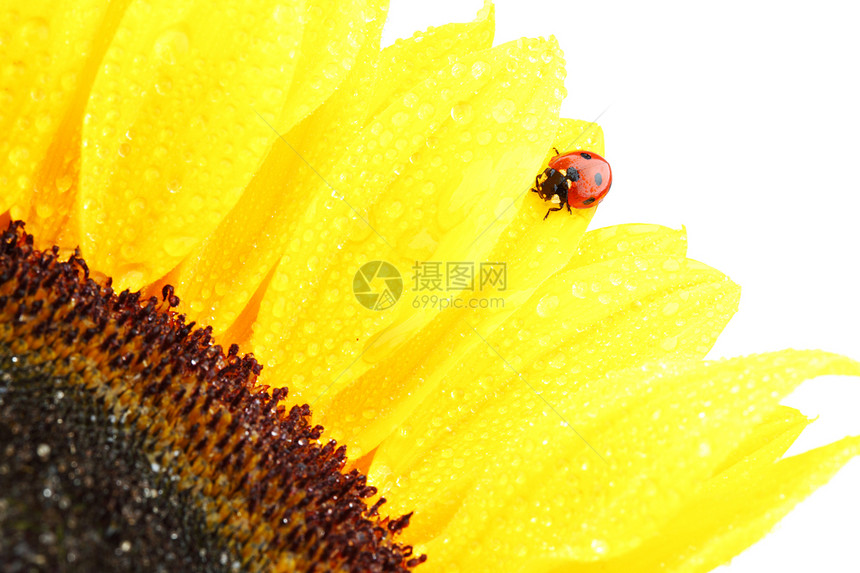 向日葵上拉虫花瓣生物学环境太阳昆虫花粉甲虫场地花园阳光图片