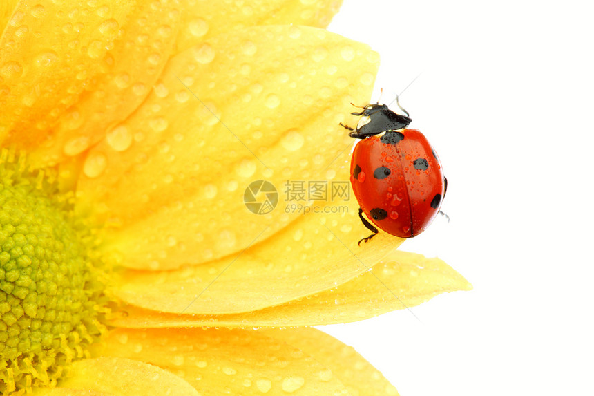 黄色花朵上的拖拉器草地植物漏洞环境场地阳光晴天季节宏观花瓣图片