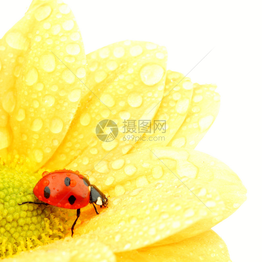 黄色花朵上的拖拉器甲虫宏观晴天昆虫生物学橙子漏洞季节植物群场地图片