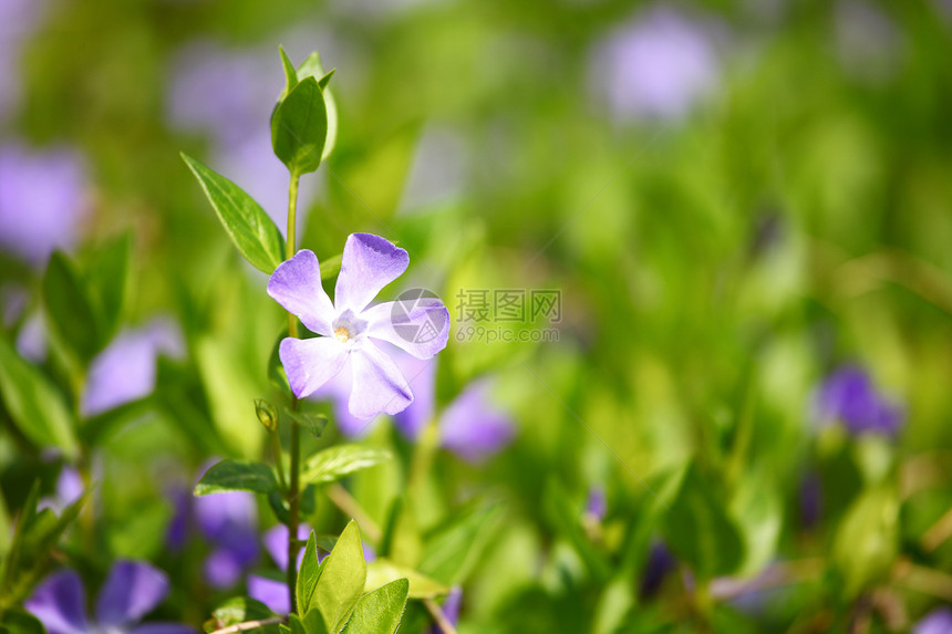 青草中的粉红花墙纸场地花园宏观叶子植物植物群花瓣园艺蓝色图片
