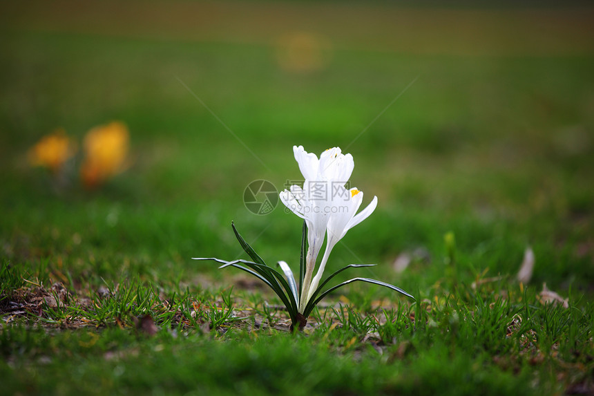 春花灯泡花瓣季节叶子园艺植物群水仙花宏观栽培花店图片