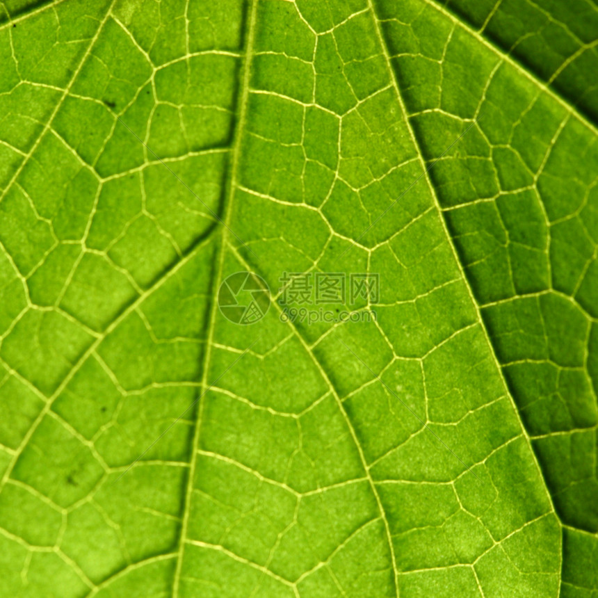 绿叶环境生态植物学生活叶子植物太阳植物群繁荣白色图片