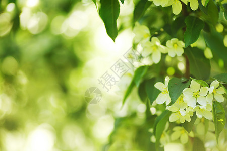 白色的夏花植物花瓣宏观紫丁香季节玻璃花束叶子绿色蓝色背景图片