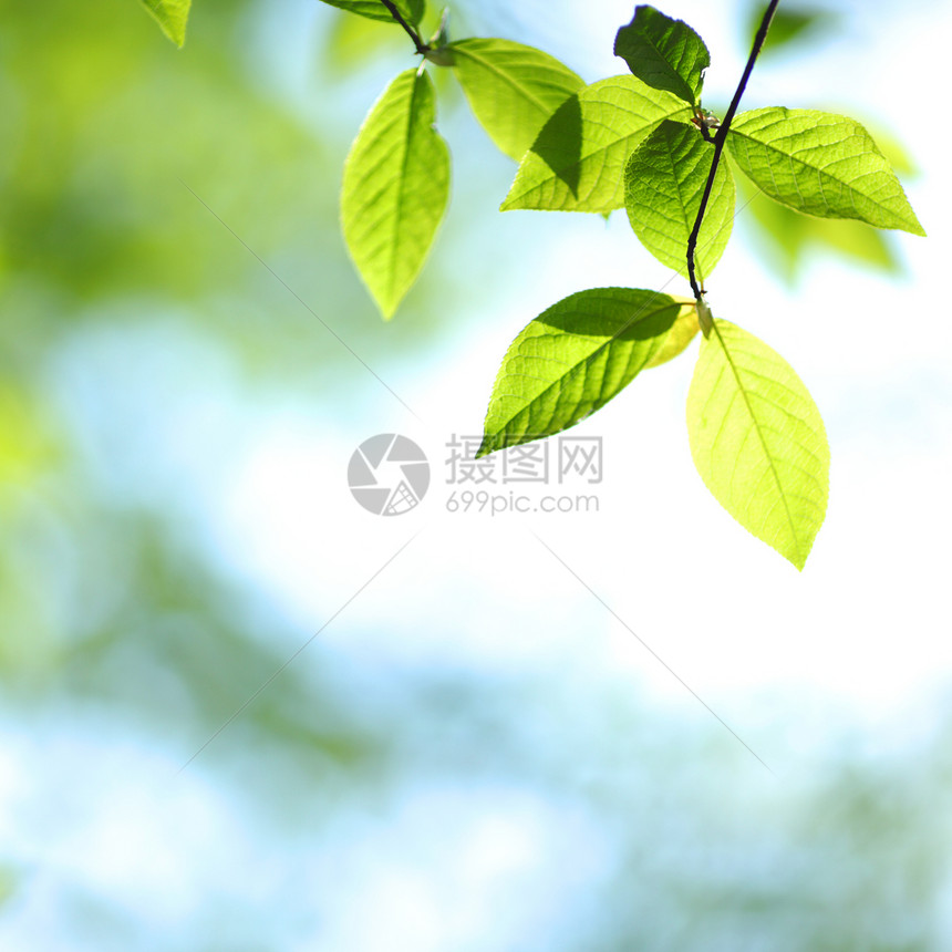 绿叶状况生长森林宏观绿色植物花园叶子分支机构树木图片