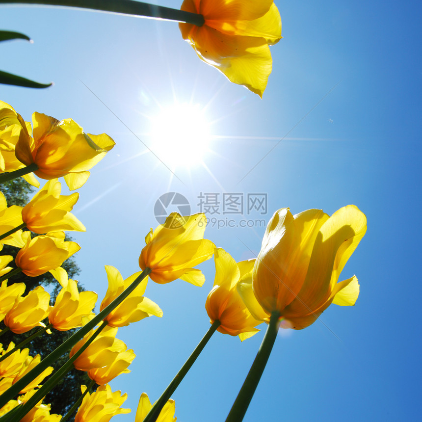 黄色的郁金香对天花园橙子植物学场地太阳植物团体天空季节花瓣图片