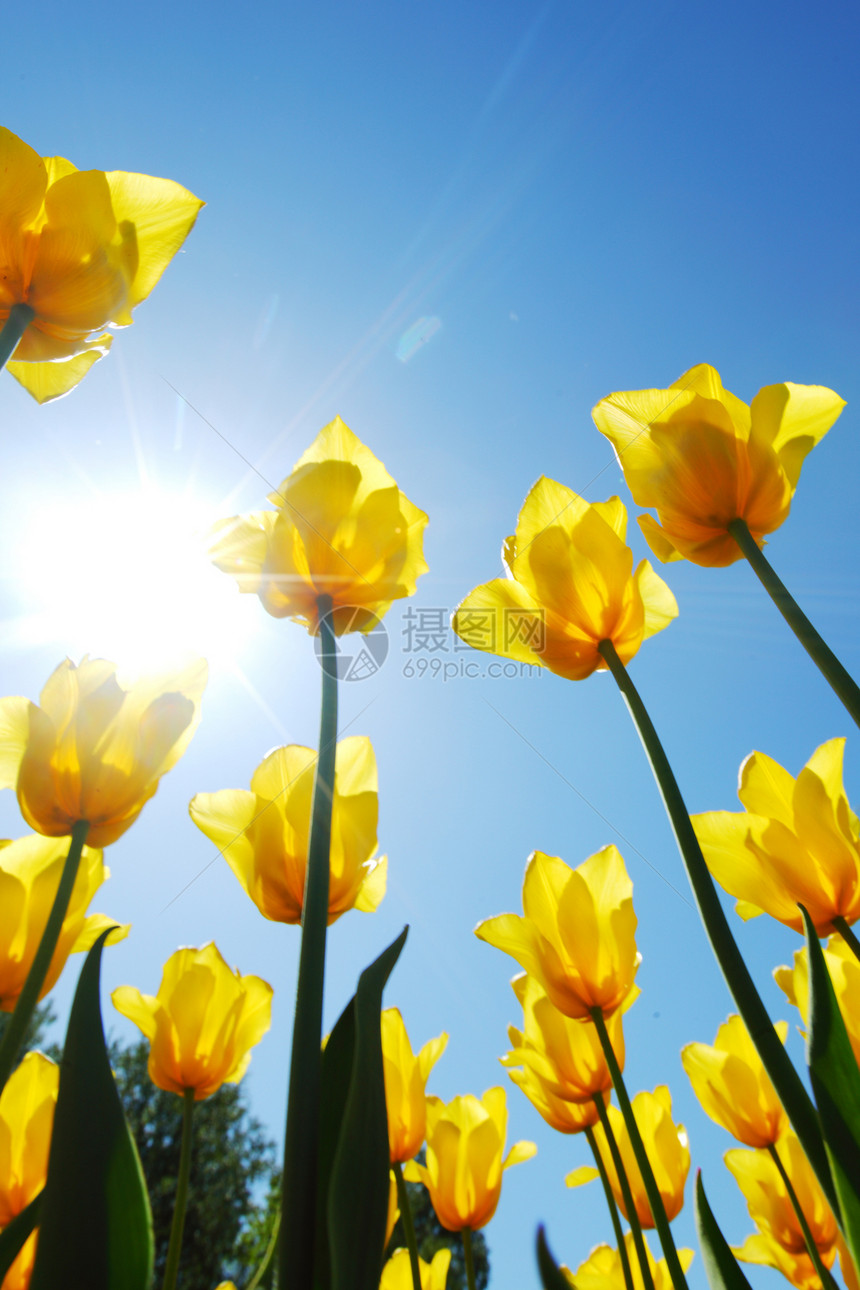 黄色的郁金香对天太阳植物群植物生活天空生长蓝色花瓣植物学场地图片