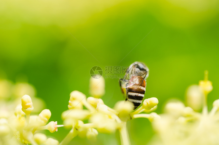 绿性蜜蜂宏观眼睛黄色绿色翅膀团队工人动物昆虫花粉蜂蜜图片