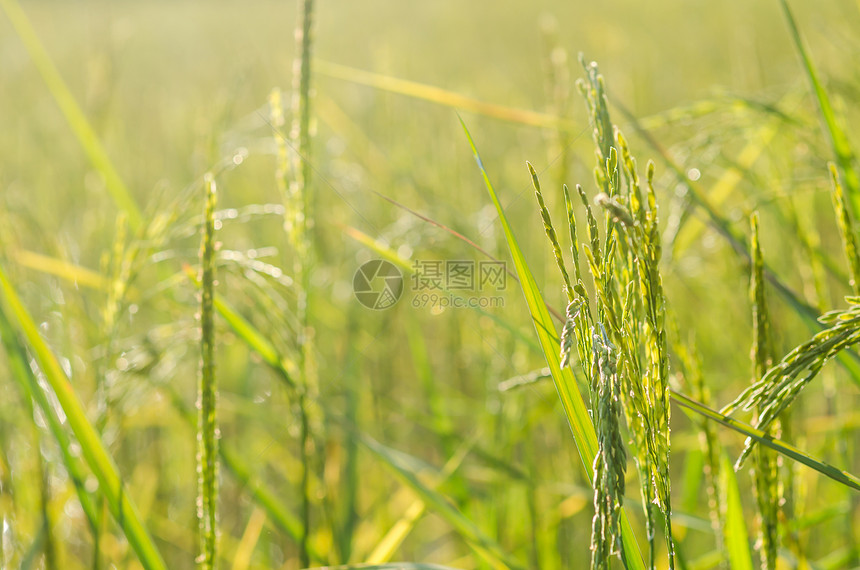 稻米田稻田热带绿色收成农村农田场地金子黄色生长图片