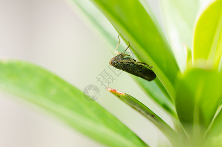 绿色性质的虫类昆虫害虫控制虱子世界生物漏洞背景图片