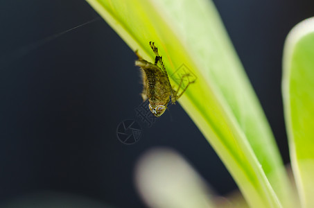 绿色性质的虫类昆虫生物世界害虫虱子漏洞控制背景图片