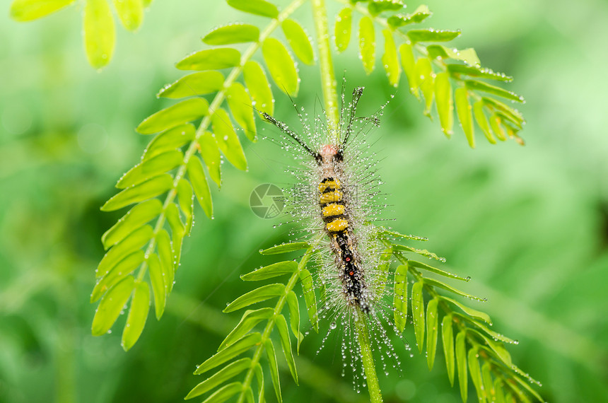 绿绿色的蠕虫纺纱叶子昆虫生物学环境生态蜜蜂宏观荒野食物图片