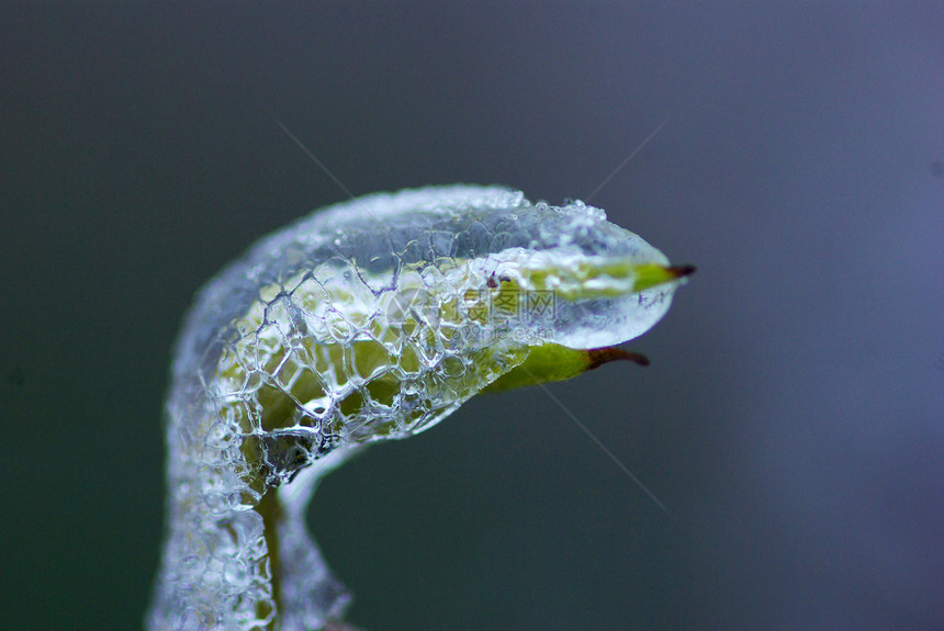 冰中的植物图片