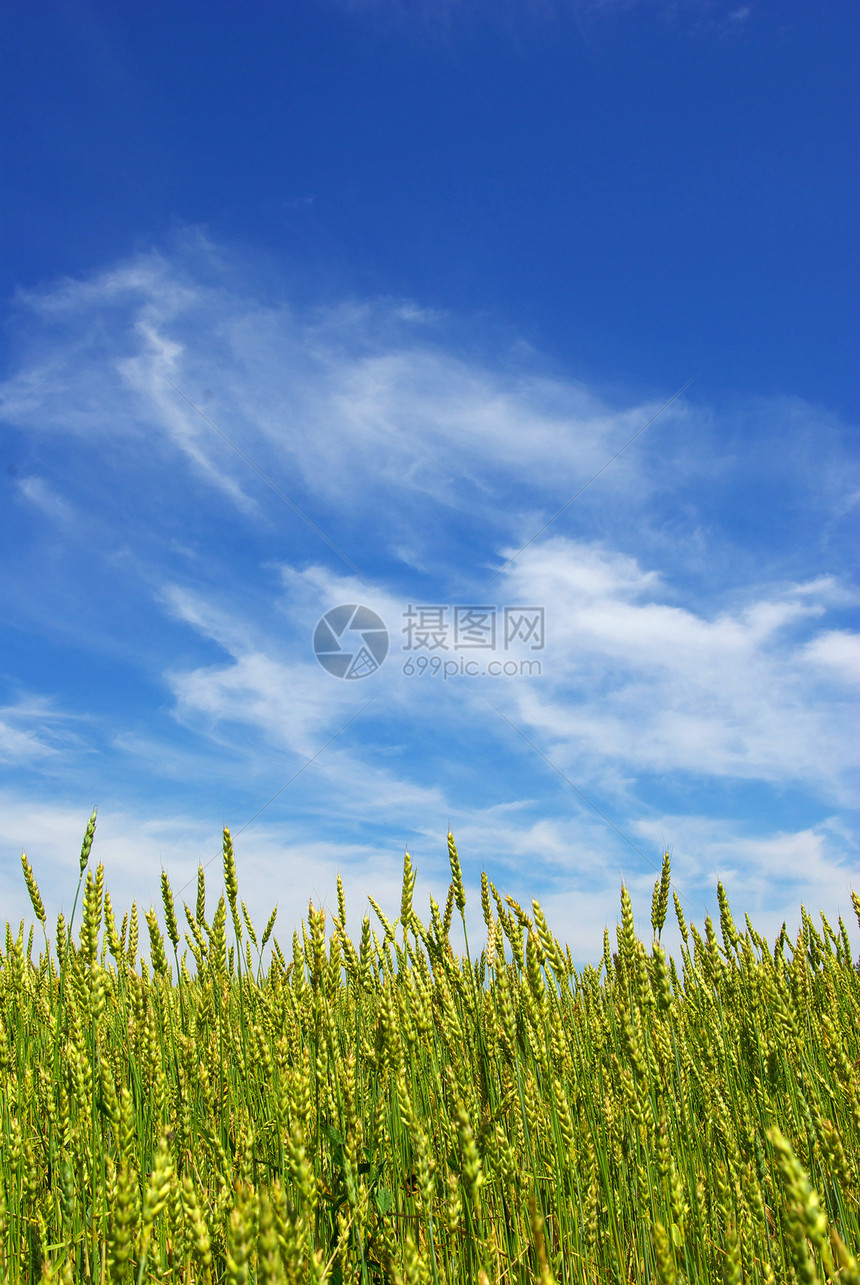 玉米植物农场场地生长面包天空蓝色收成尖刺农民图片