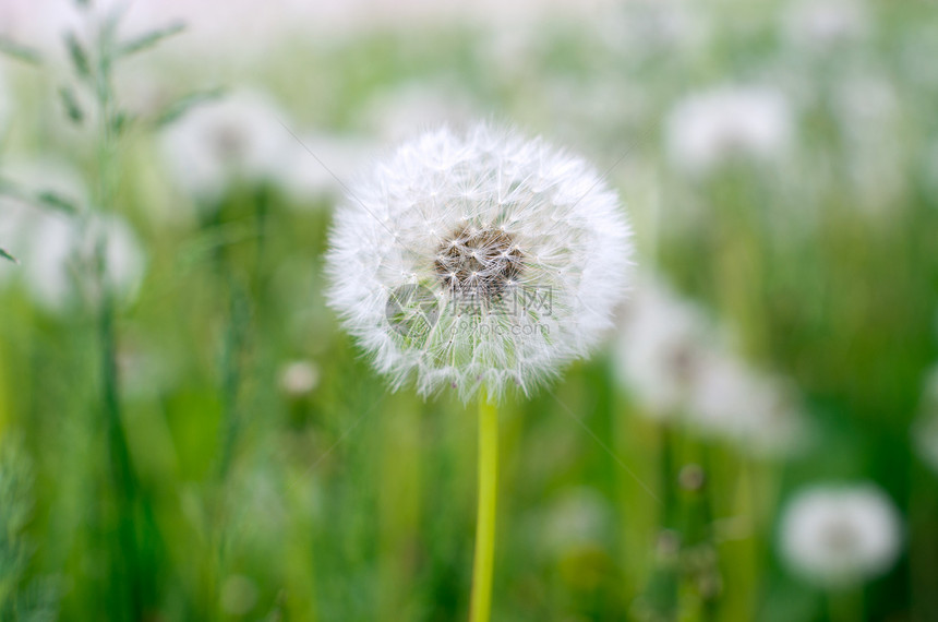 花层美丽白色黄色花朵图片