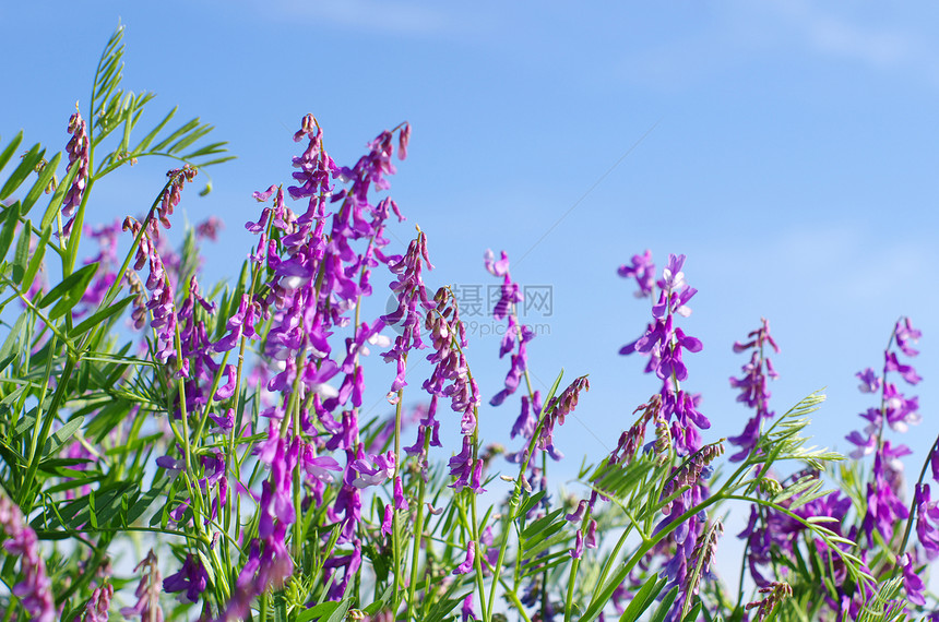 春花公园阴影毛茛蓝色花园森林植物群花瓣宏观植物图片