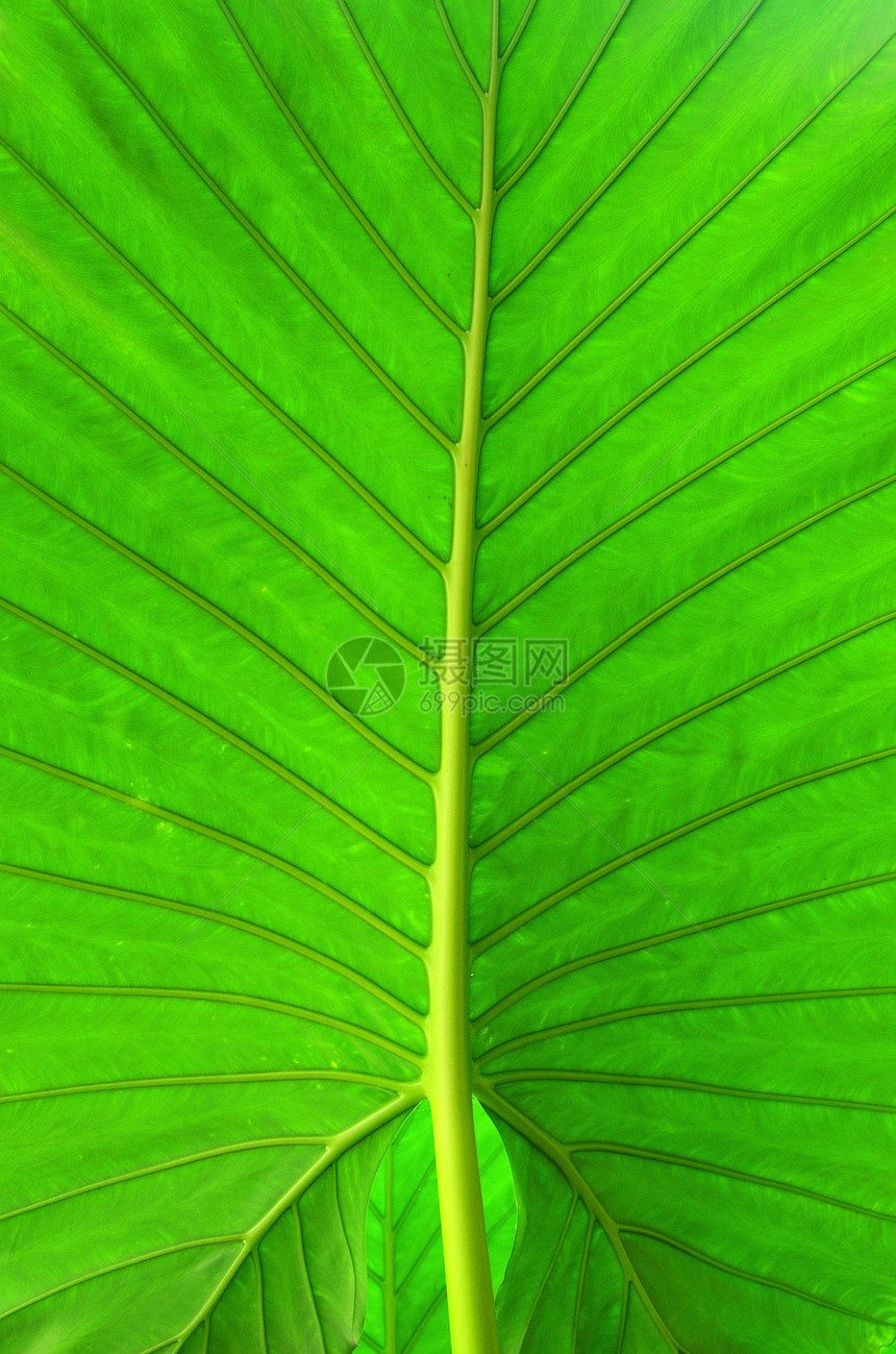 绿叶环境叶子植物脊柱植物群线条静脉生态细胞戏剧性图片
