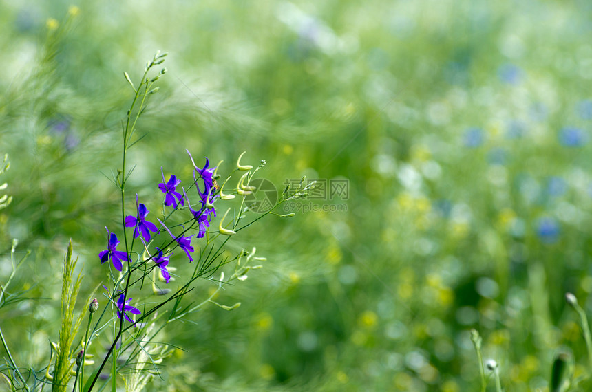 春花植物花园森林蓝色宏观毛茛阴影公园植物群花瓣图片