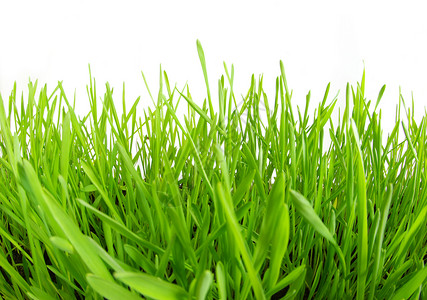 草原场地野餐墙纸温室花园绿色草地平铺牧场园艺背景图片