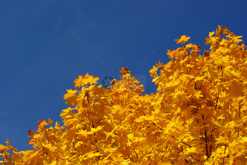 秋季假期森林季节橙子天空红色蓝色叶子公园晴天黄色图片