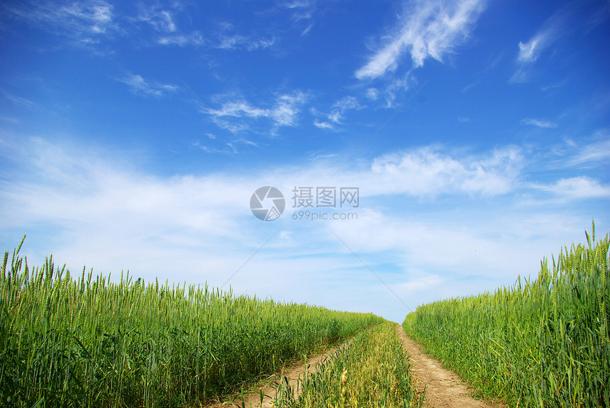 自然稻草粮食农场植物绿色生产农民生长小麦面包图片