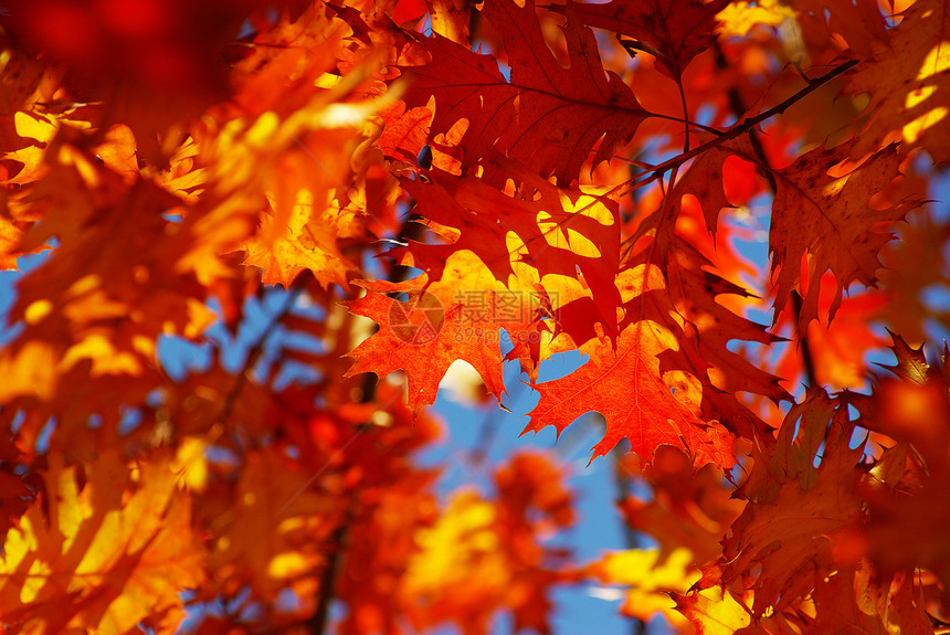 秋季假期生长叶子森林橙子红色植物分支机构环境树叶图片
