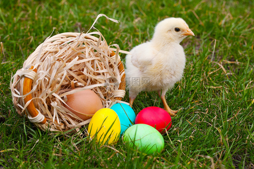 带多彩复活节蛋的小鸡小鸡黄色绿色晴天家禽团体图片